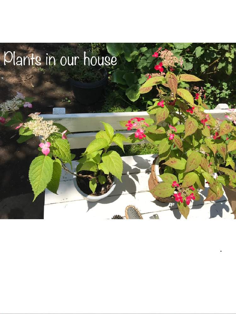 アジサイの投稿画像 By Kane Flowerさん ヤマアジサイ クレナイと鉢植えとアジサイ 紫陽花とクレナイと山紫陽花 と挿し木と埼玉県と中ぐらいの庭 19月5月23日 Greensnap グリーンスナップ