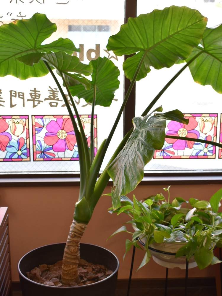 クワズイモの投稿画像 By Rossoさん ポトスと福岡と観葉植物と剪定と花壇と植え替えと間引きと花のある暮らしと美容室 19月5月23日 Greensnap グリーンスナップ