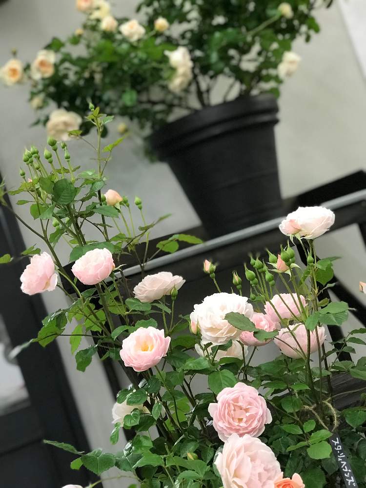 スターリィヘブンズの投稿画像 by ちーさん｜ばら バラ 薔薇と心ときめく☆と花のある暮らしとバラ スターリィ