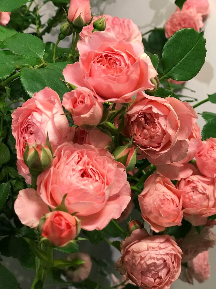 ロマンティックチュチュの投稿画像 by ちーさん｜ばら バラ 薔薇とバラ ロマンティックチュチュと心ときめく☆と花の