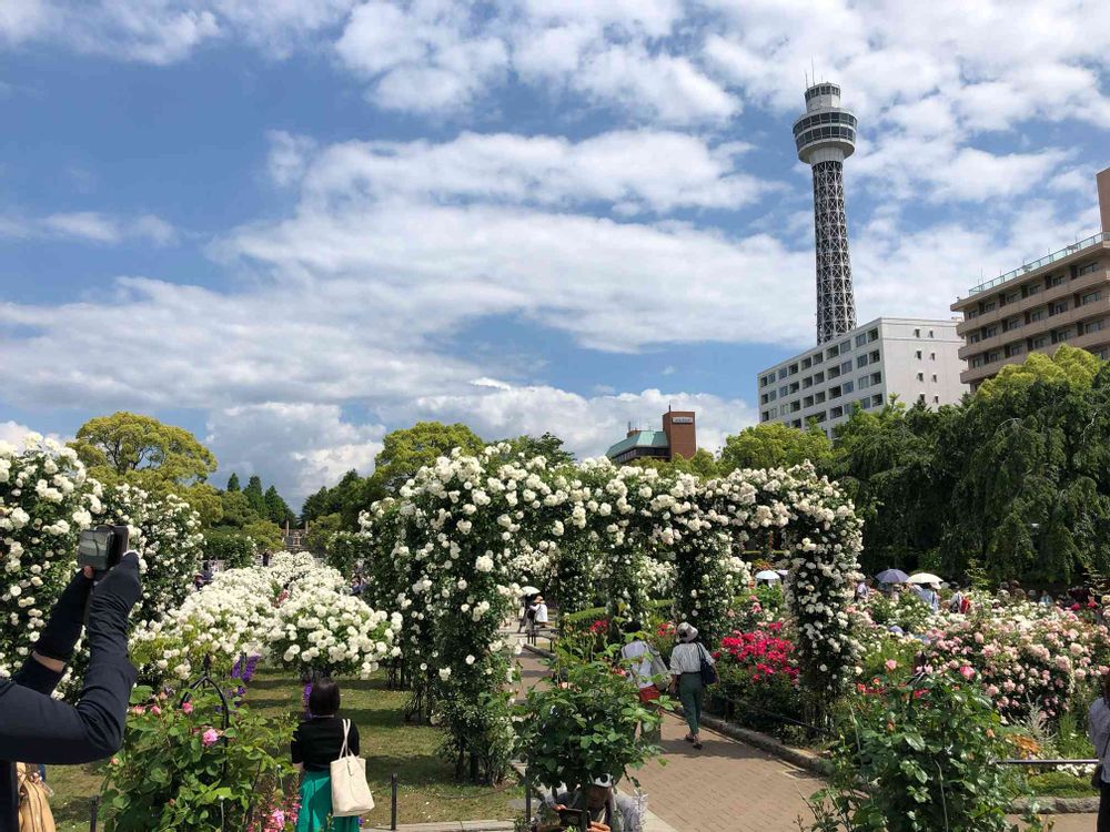 ゆんゆんさんの山下公園への投稿