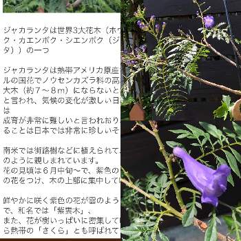 紫の花の咲く木の投稿画像一覧 Greensnap グリーンスナップ