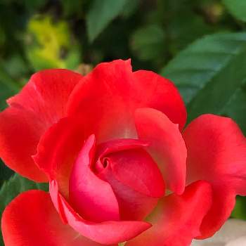 ミニ薔薇初心者の画像 by Flowerさん | 小さな庭と赤色の花とありがとう♡とミニ薔薇初心者とGSのみなさんに感謝♡と大切な人に…と花のある暮らしとミニ薔薇を楽しむ