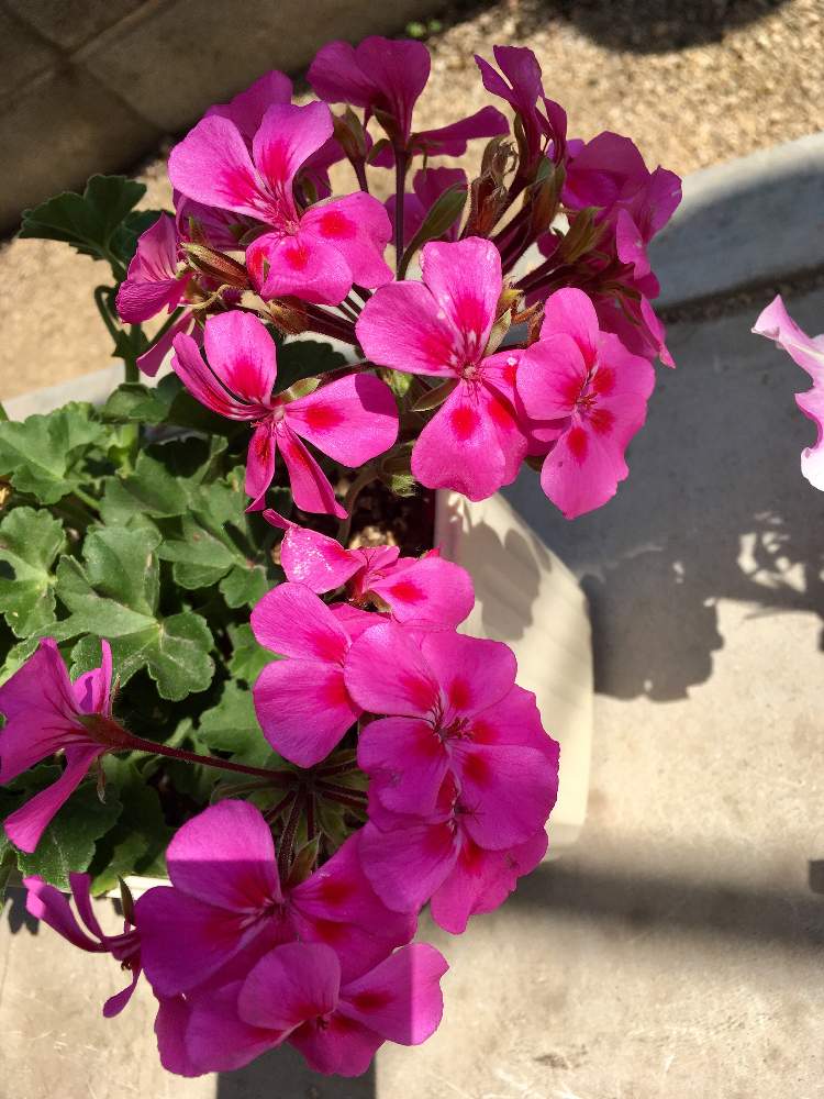 綺麗なゼラニウム 多年草 最高の花の画像