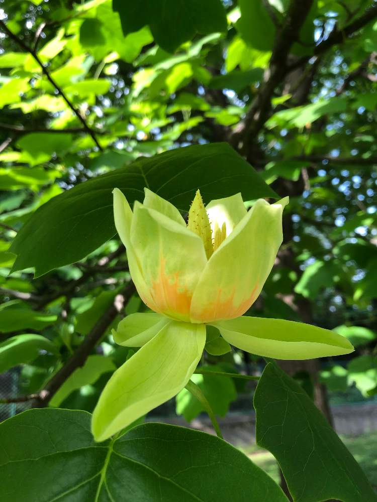 ユリノキの花の投稿画像 By ズカさん 19月5月23日 Greensnap グリーンスナップ