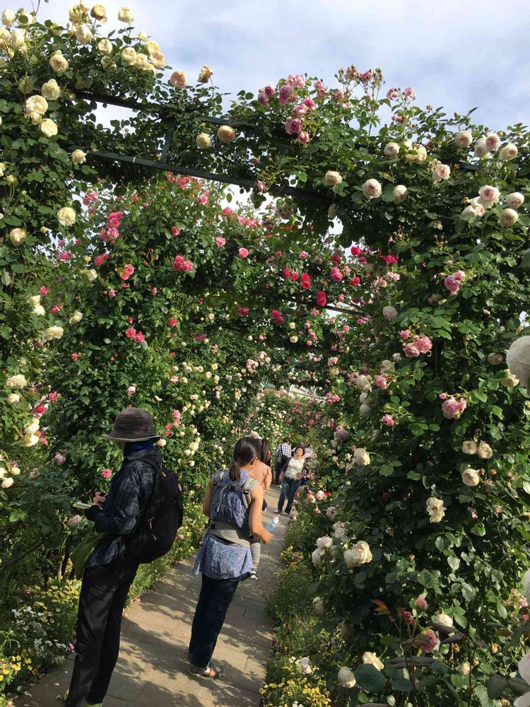 花実時さんの港の見える丘公園への投稿