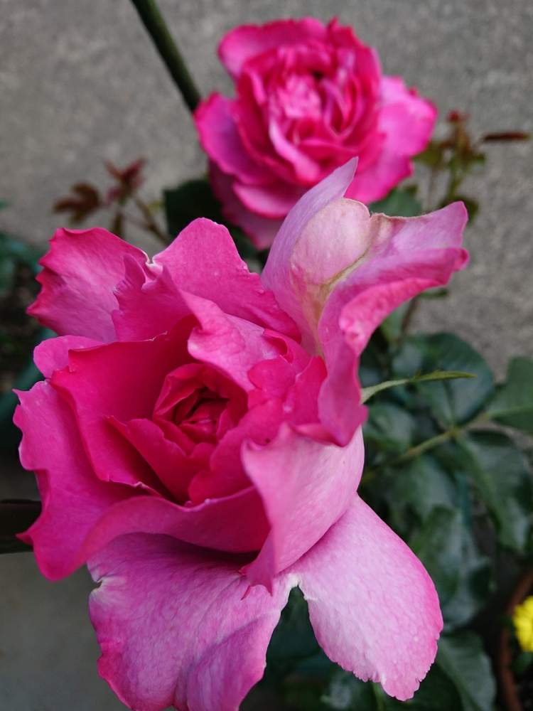 京成バラ園からお迎えの投稿画像 By 山ちゃんさん 鉢植えと花のある暮らしと我が家のバラとイブピアッチェ 19月5月23日 Greensnap グリーンスナップ