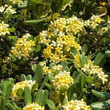 トベラ 海桐花 扉の投稿画像一覧 Greensnap グリーンスナップ