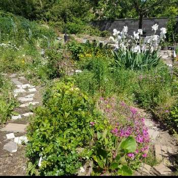 ハッピーハロウィン2018の画像 by Junさん | 広い庭と令和最初の植物とハッピーハロウィン2018とGreenSnapmarcheとガーデニングと花のある暮らしと庭の宿根草