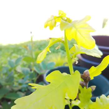 イギリスナラ コンコルディアの投稿画像一覧 Greensnap グリーンスナップ