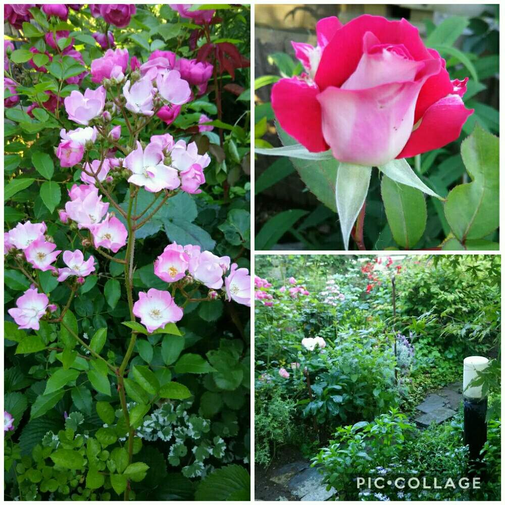 ラブの投稿画像 By さくさん 一棒粉と庭のバラとバラと暮らすと緑いっぱいのお庭とガーデニングと花のある暮らしと薔薇 19月5月23日 Greensnap グリーンスナップ
