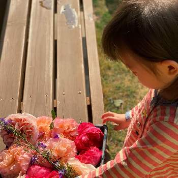 ERアブラハムダービーの画像 by aiaiさん | アウグスタ ルイーゼとばら バラ 薔薇とフリフリ花弁とこどもと暮らすとベンジヤミンブリテンとバラの季節とERアブラハムダービーとお庭の花たちと花のある暮らし