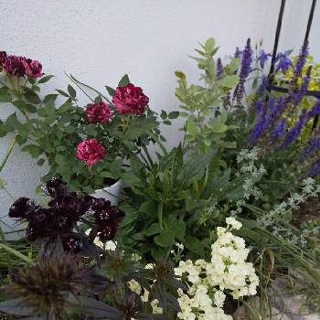 バーベナ ラナイ ライムグリーンの投稿画像一覧 Greensnap グリーンスナップ