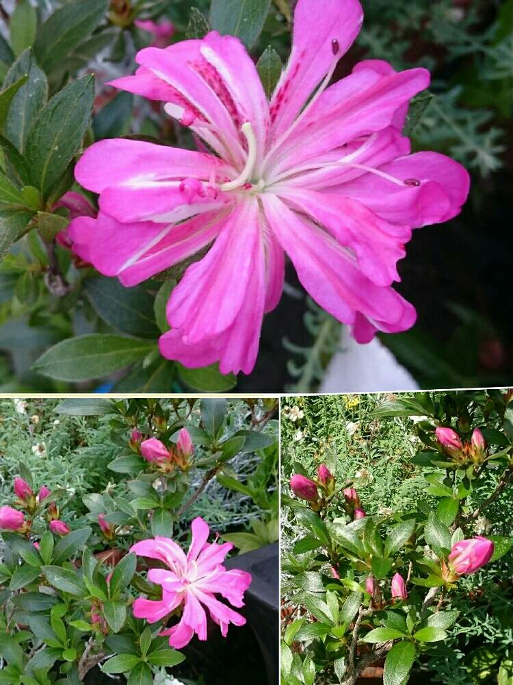 珍花さつき はなびん の投稿画像 By ぷりんちゃんさん 植木鉢 19月5月24日 Greensnap グリーンスナップ