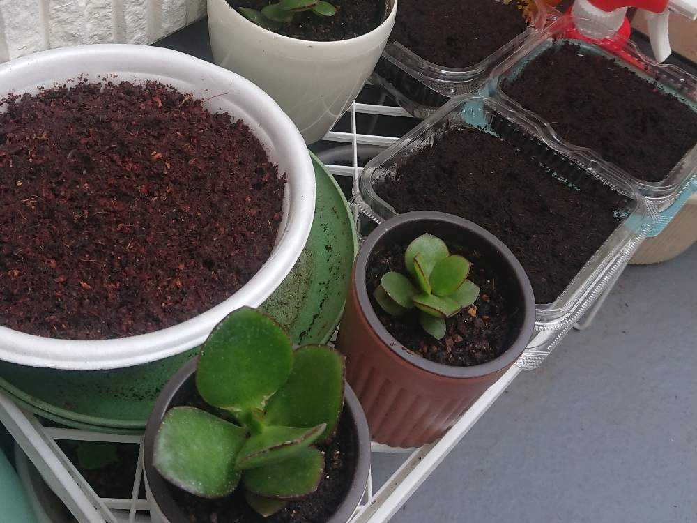 ルッコラ栽培記録 R1 6 24更新 Greensnap グリーンスナップ