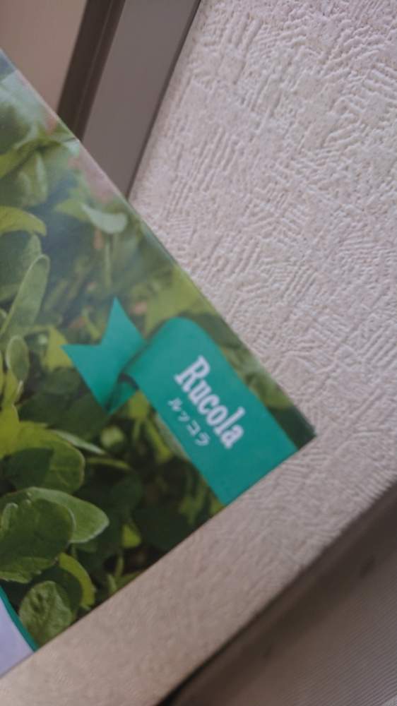 ルッコラ栽培記録 R1 6 24更新 Greensnap グリーンスナップ
