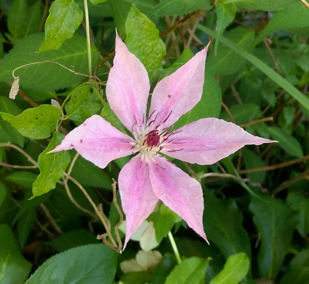クレマチスピンクファンタジーの投稿画像 By はてはぁなさん つる性植物とピンクと花のある暮らしと一重咲き 19月5月24日 Greensnap グリーンスナップ