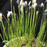 ヒメワタスゲ,我が家の花壇,樹木,花のある暮らし,100均観葉植物の画像