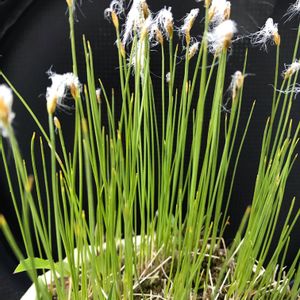 ヒメワタスゲ,我が家の花壇,樹木,花のある暮らし,100均観葉植物の画像