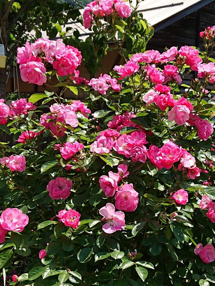 地植えの投稿画像 By 山ちゃんさん つるバラと花のある暮らしと我が家のバラ 19月5月24日 Greensnap グリーンスナップ