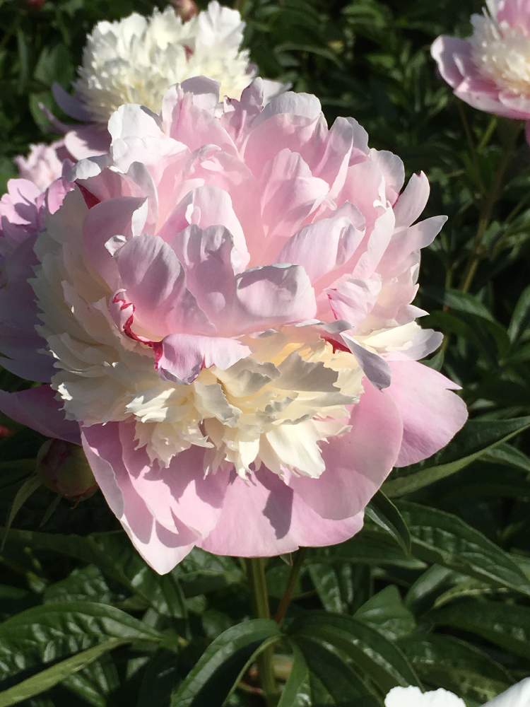 シャクヤク ソルベットの投稿画像 By コーネリアさん 花のある暮らしとフリル咲きと公園の花 19月5月24日 Greensnap グリーンスナップ