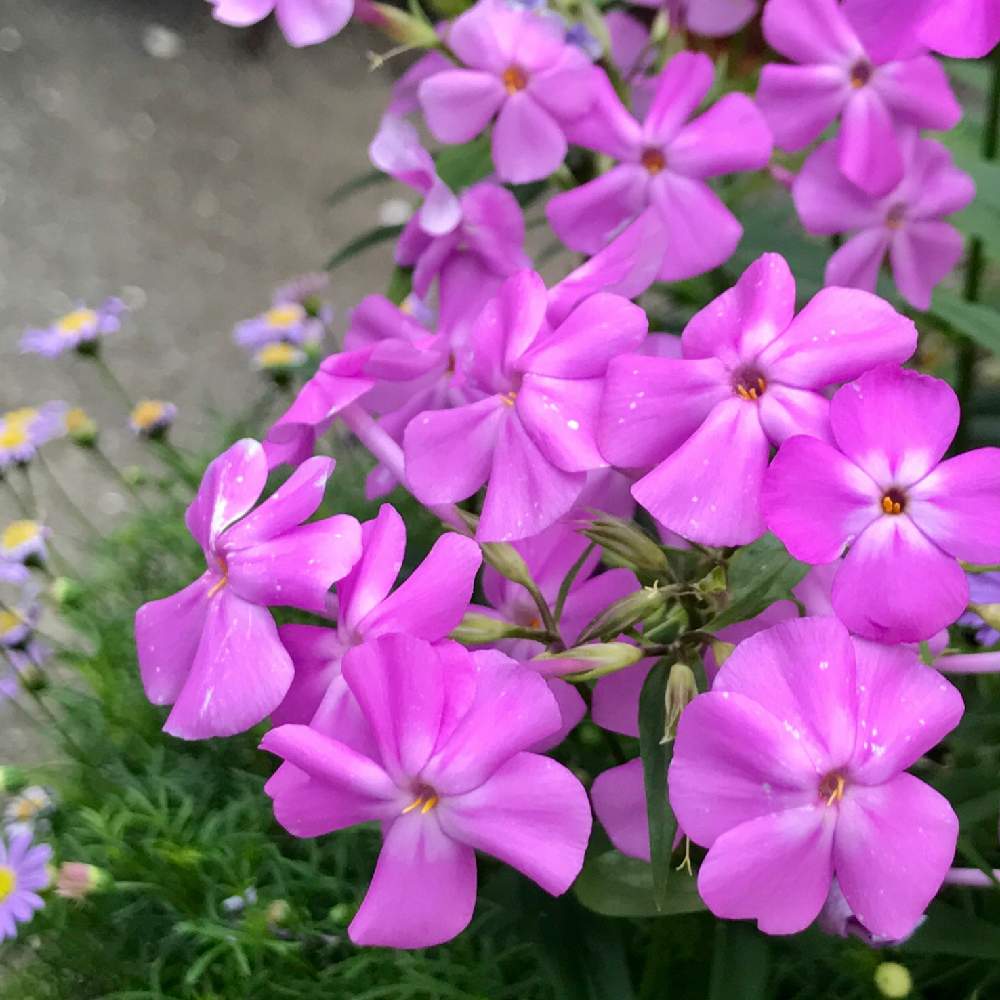 美しい花の画像 これまでで最高の花 フロックス