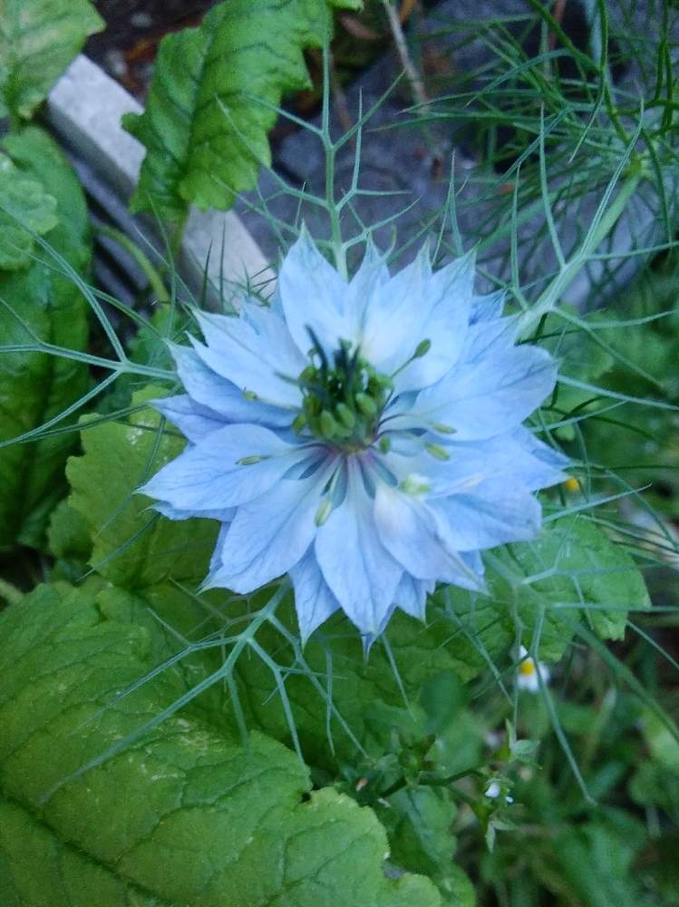 ニゲラ 水色の投稿画像 By ミエコさん 青い花と花のある暮らしと頑張れ えっこと北の大地北海道と白から青へ 19月5月24日 Greensnap グリーンスナップ