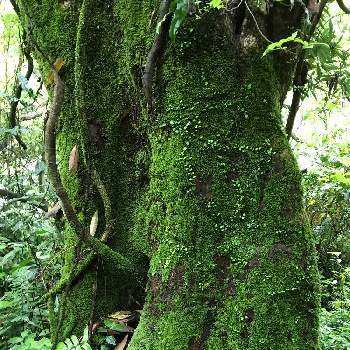 苔むした木の投稿画像一覧 Greensnap グリーンスナップ