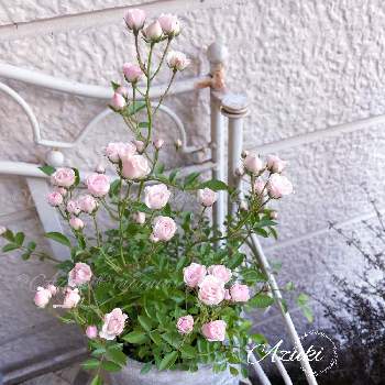 極姫バラの画像 by あずきさん | 小さな庭とミニバラと極姫バラとガーデニングと花のある暮らしとバラ・ミニバラとばら バラ 薔薇