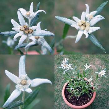 花薄雪草の投稿画像一覧 Greensnap グリーンスナップ