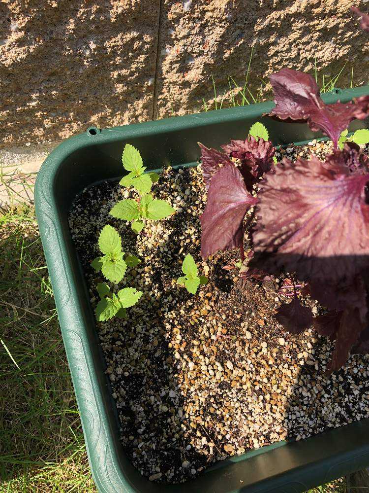 19 しそ栽培 Greensnap グリーンスナップ