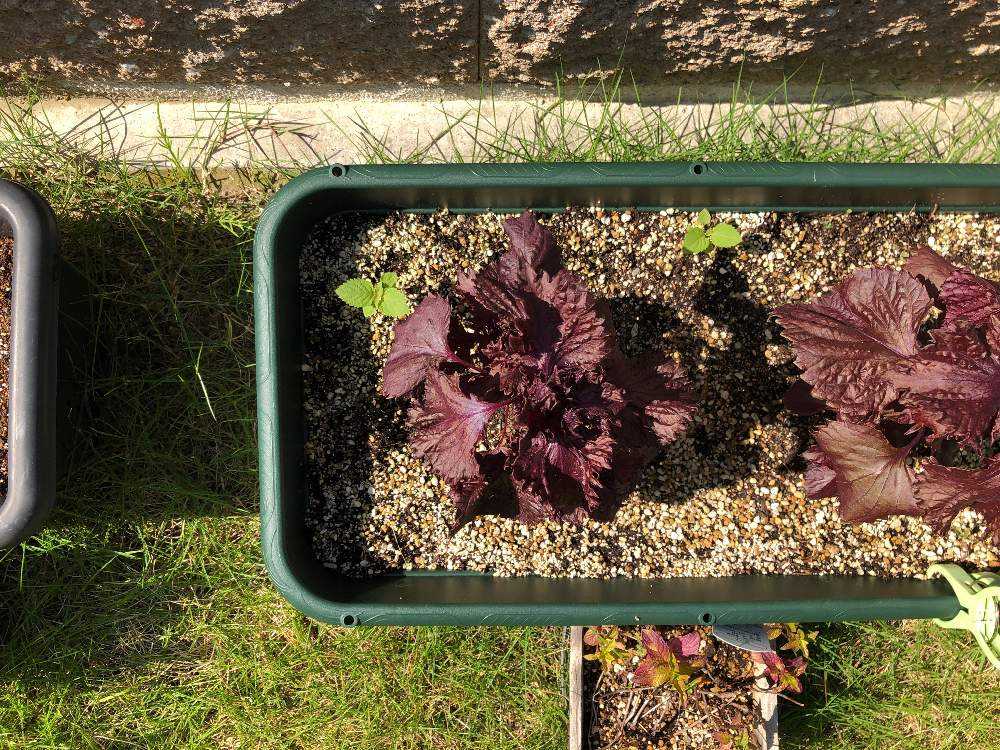 19 しそ栽培 Greensnap グリーンスナップ