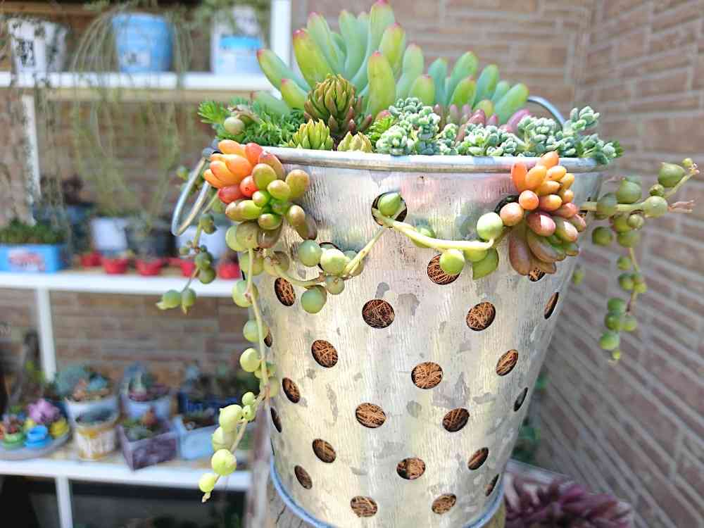 セリアさんの穴開きブリキバケツ｜🍀GreenSnap（グリーンスナップ）