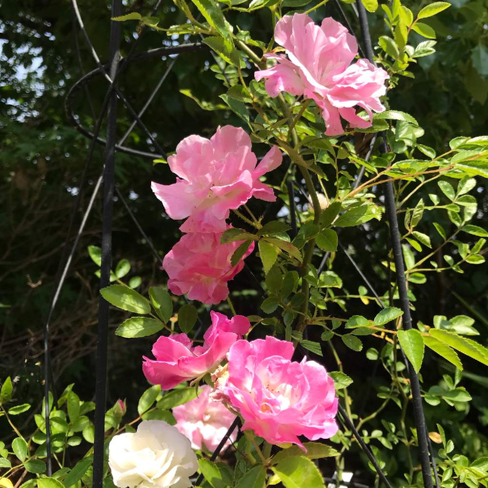 ばら バラ 薔薇の投稿画像 By Saさん お庭を彩るお花 樹木フォトコンとつるバラと春霞と花のある暮らしとチーム福岡 19月5月25日 Greensnap グリーンスナップ