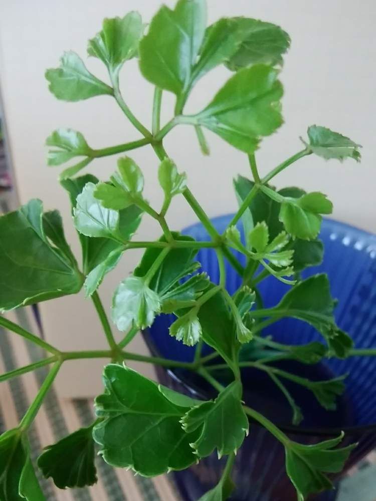 ポリシャスの投稿画像 By 桜バナナさん キッチンと花のある暮らしとgreensnapmarcheと花のある暮らしとgreensnapmarche 19月5月25日 Greensnap グリーンスナップ Greensnap グリーンスナップ