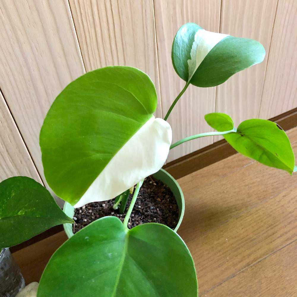 斑入りモンステラ成長記録 へ続く Greensnap グリーンスナップ