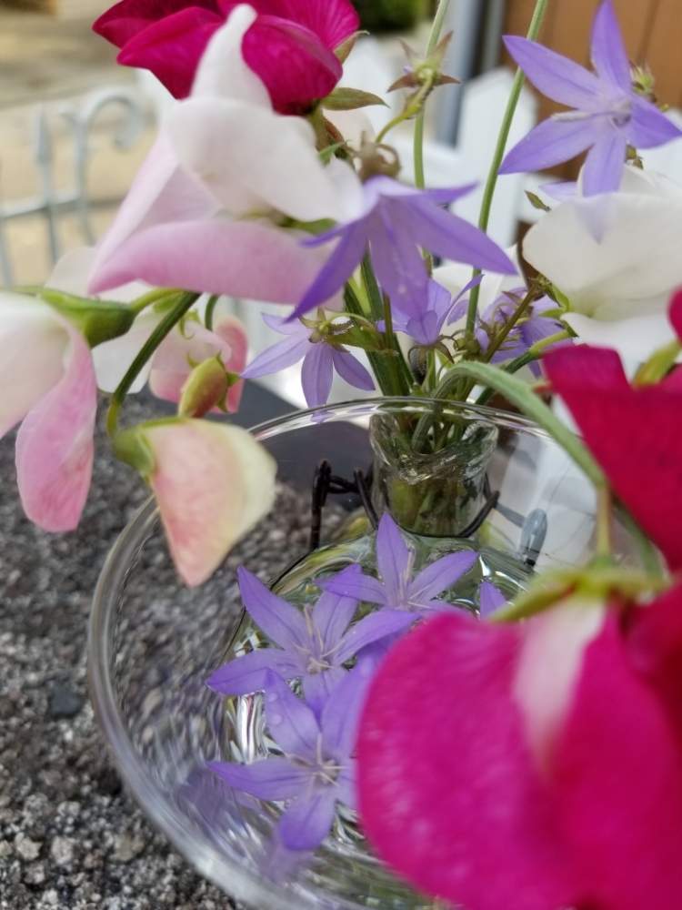 スイートピーの投稿画像 By ミュウさん ベルフラワーとお花と花のある暮らし 19月5月25日 Greensnap グリーンスナップ