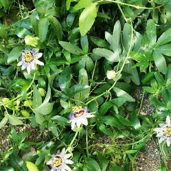 南米産の投稿画像一覧 Greensnap グリーンスナップ