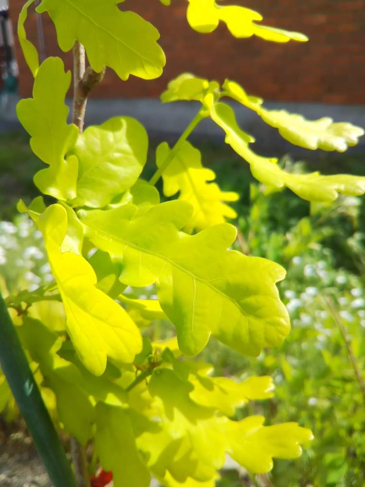 イギリスナラ コンコルディアの投稿画像 By Askさん カラーリーフと花木と庭木と花のある暮らしと北海道の庭 19月5月25日 Greensnap グリーンスナップ