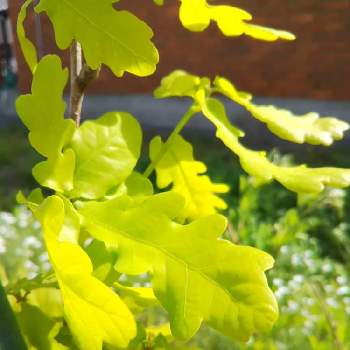 イギリスナラ コンコルディアの投稿画像一覧 Greensnap グリーンスナップ