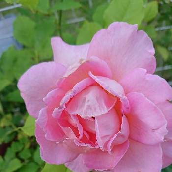 ティファニー薔薇の画像 by なぁさんさん | 小さな庭と花のある暮らしとティファニー薔薇