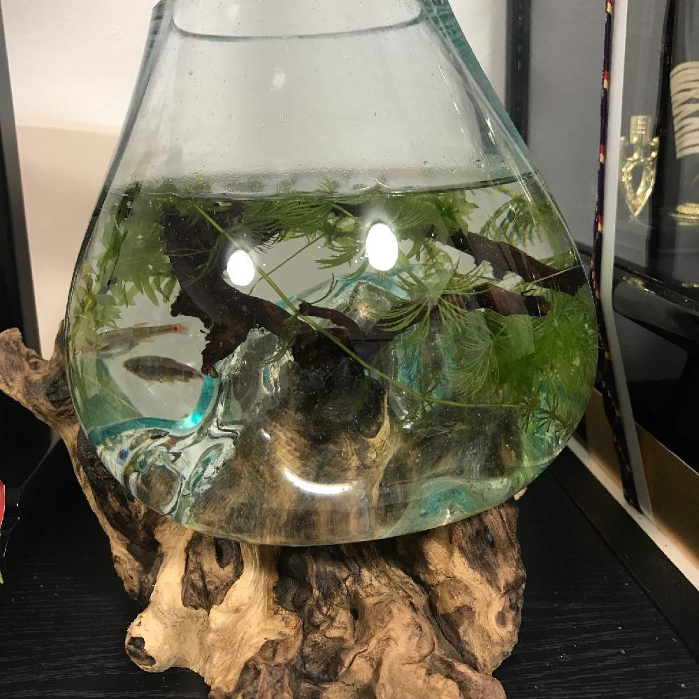 癒しの時間の投稿画像 By ねーさん13さん アカヒレといやされる と癒しの空間と癒される と癒されると可愛い と癒されるぅ と癒しの場所とリビングと可愛いとかわいいと癒される とかわいいな と楽しい と癒しのひと時 19月5月25日 Greensnap