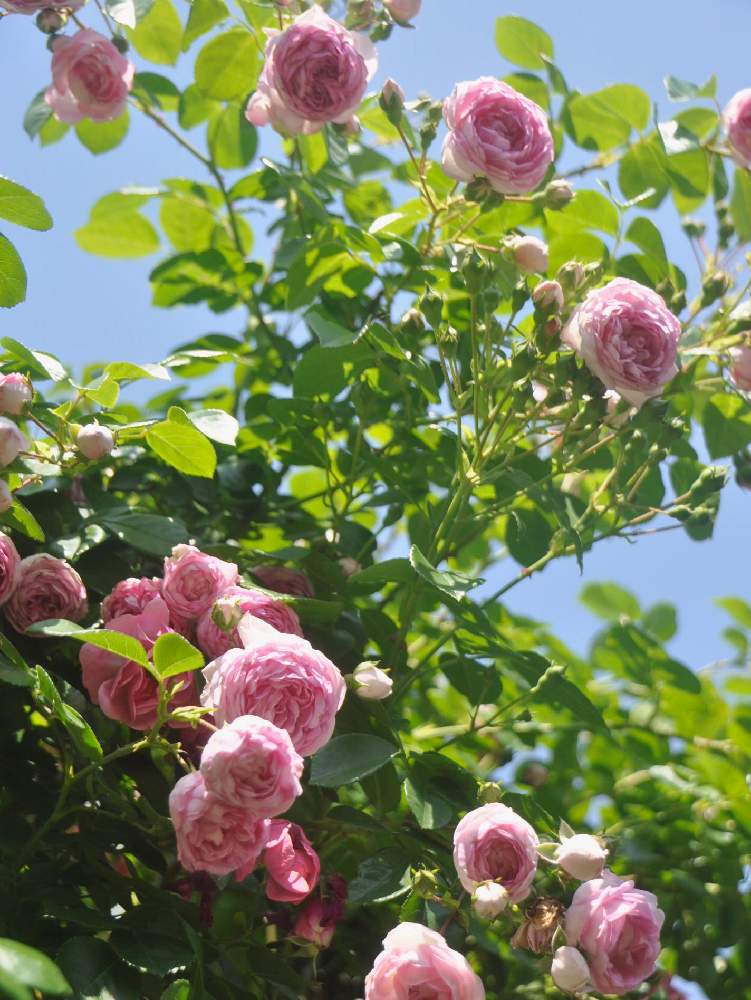 ジャスミーナの投稿画像 By Rubyさん 薔薇 ジャスミーナと小さな庭と薔薇 とロザリアンとバラを楽しむとばら バラ 薔薇と薔薇 とロザリアンとバラ を楽しむとばら バラ 薔薇 19月5月25日 Greensnap グリーンスナップ Greensnap グリーンスナップ