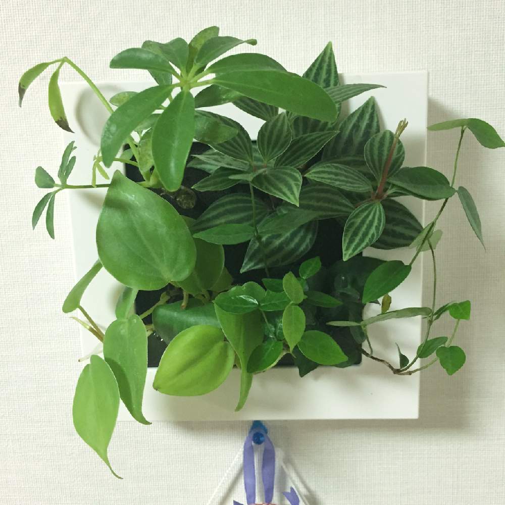 ポトスの投稿画像 By まるたさん 19月5月25日 Greensnap グリーンスナップ