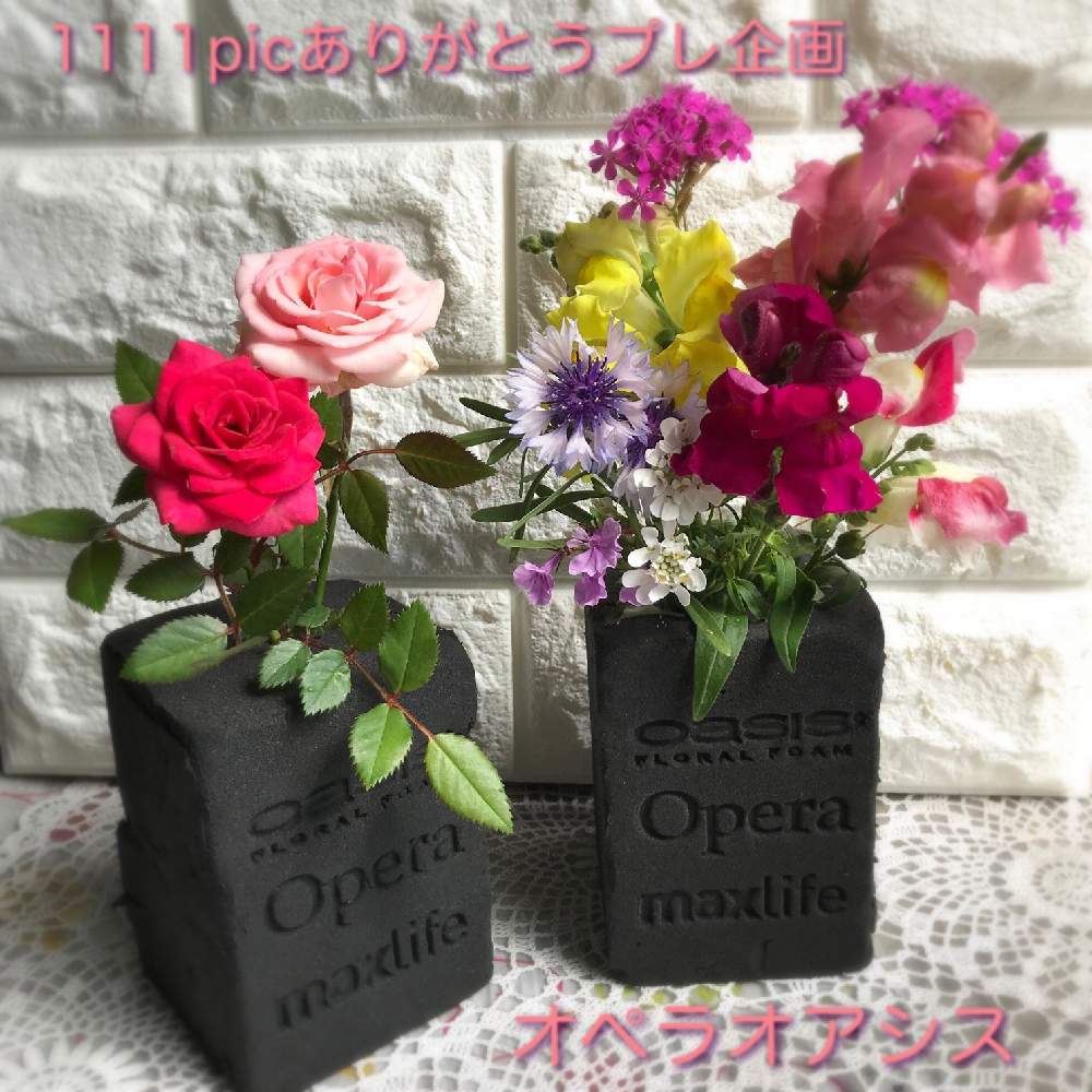 薔薇の投稿画像 By ちっちさん いつも いいね ありがとうございます とオアシスと花のある暮らしとプレ企画といいね コメントいつもありがとうございます とフローラルフォーム 19月5月25日 Greensnap グリーンスナップ 薔薇の投稿画像 By ちっちさん いつも いいね ありがとうございます とオアシスと花のある暮らしとプレ企画といいね コメントいつもありがとうございます とフローラルフォーム 19月5月25日 Greensnap グリーンスナップ