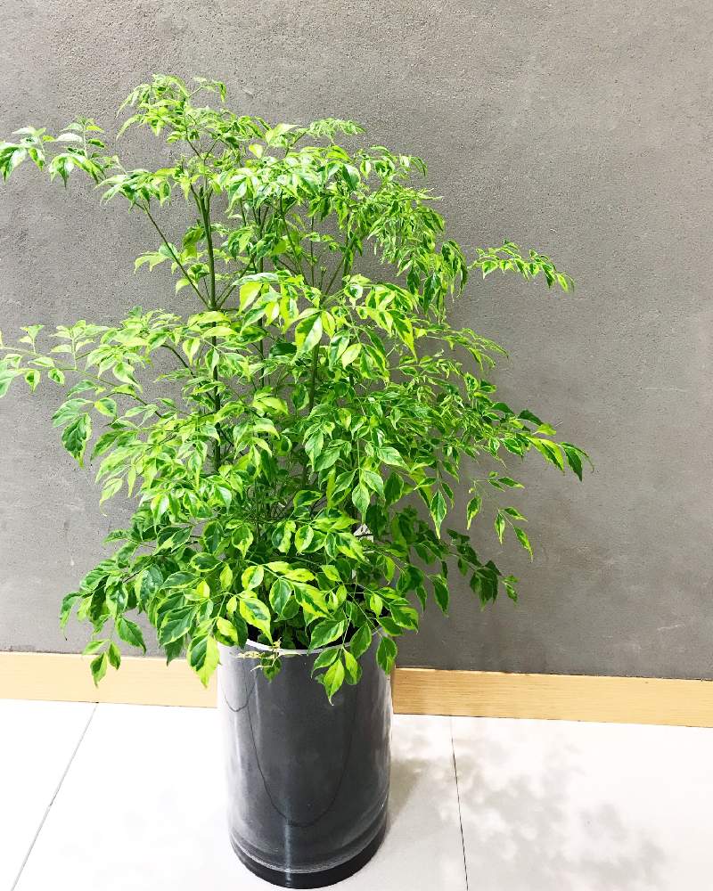 ステレオスペルマムの投稿画像 By ボタニカルラウンジ西武池袋 店さん 観葉植物を楽しむとボタニカルラウンジと植物のある暮らしとボタニカルライフとボタニカルラウンジ西武池袋店とボタニカルソイルと観葉植物専門店と西武 池袋とインテリアグリーン 2019月5月25日