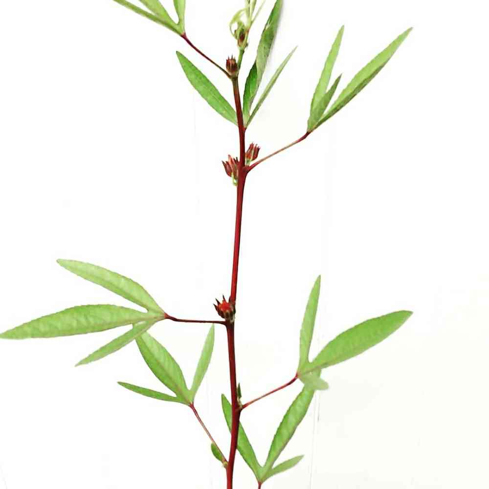 ローゼル 2019｜🍀GreenSnap（グリーンスナップ）