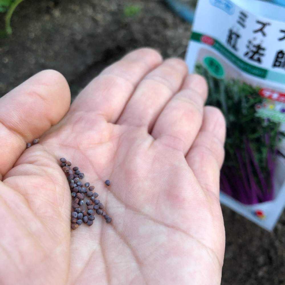 タキイさんのミズナ 紅法師｜????GreenSnap（グリーンスナップ）