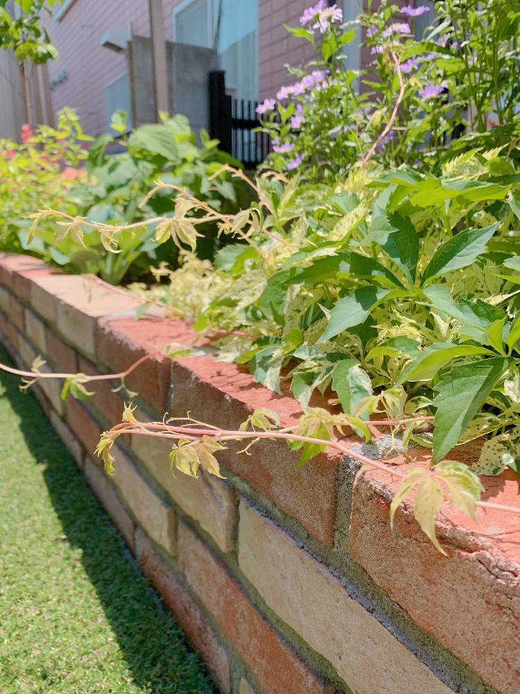 アメリカヅタの投稿画像 By Akiko さん 観葉植物と植物のある暮らしと花壇と耐寒性多年草とアメリカヅタ と我が家の庭と手作りの花壇と小さい花壇と花のある暮らしとgreen Up 19月5月25日 Greensnap グリーンスナップ