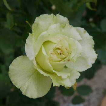 気品ある花の投稿画像一覧 Greensnap グリーンスナップ